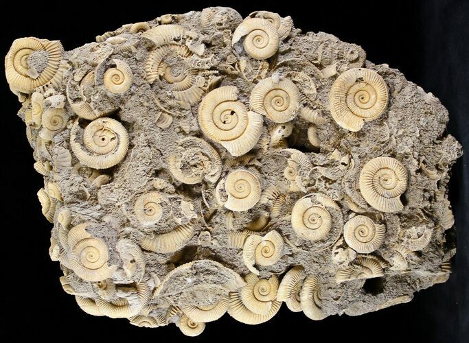 Ammonite (Dactylioceras) Cluster - Germany #24513